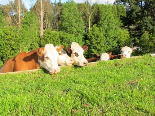 a group of cows laying in the grass at Rolling Hills Country Stay B&B in Tauranga