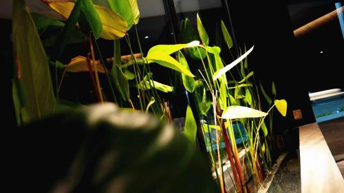 a plant with green leaves in a room at Hotel Legend Boutique in Johor Bahru