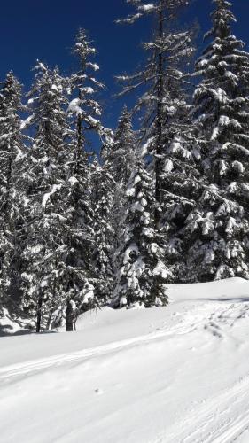 a group of trees with snow on them at Saghäusl in Mitterkleinarl