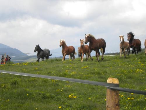 a group of horses running in a field at Sommeralmhütte in Sankt Kathrein am Offenegg