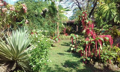 a garden with many different plants and flowers at Escape Caribeño in Puerto Viejo