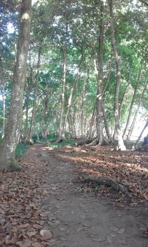 a dirt road in a forest with trees and leaves at Escape Caribeño in Puerto Viejo