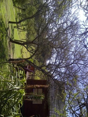 a tree with branches and plants in front of a building at A Stone's Throw Accommodation in Grahamstown
