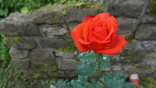 a red rose blooming in the middle of a stone wall at Vila Arizto in Sinaia
