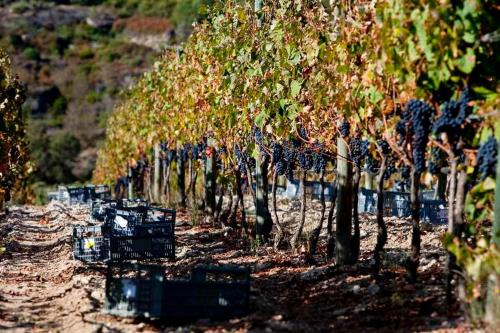 a row of trees in a vineyard with a train at Quinta do Medronheiro Hotel Rural in Viseu