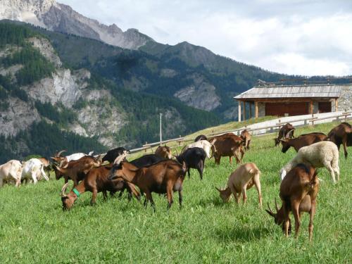 Gallery image of Agriturismo Barba Gust in Cesana Torinese