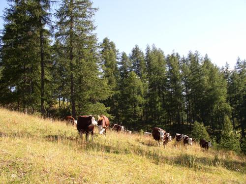 Gallery image of Agriturismo Barba Gust in Cesana Torinese