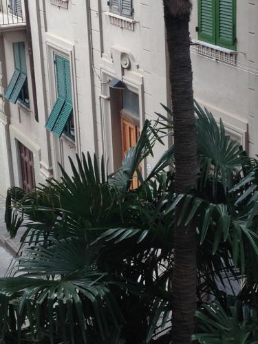 una palmera frente a un edificio en Affittacamere A Posada, en La Spezia