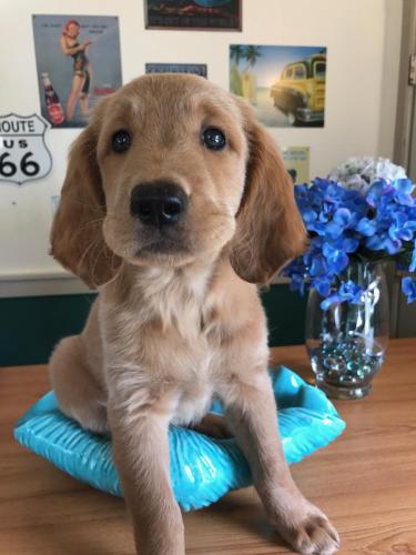 a brown puppy sitting on a pillow on a table at Steinhatchee River Inn and Marina in Steinhatchee