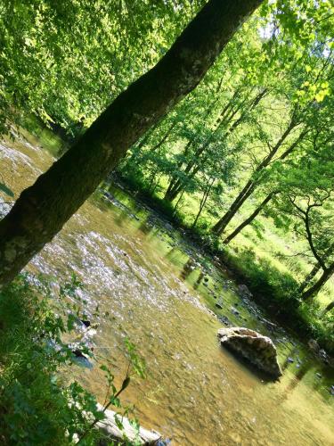 a river in a forest with a rock in the water at La Balade du Ricochet in Tenneville
