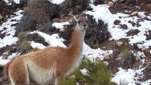 a llama standing on a snow covered mountain at Cabañas Atrapasueños in Trevelin