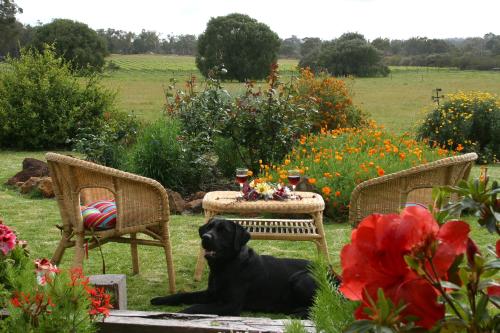 a black dog laying on the ground in a garden at SilverSprings Spa Retreat Pet Friendly Cottages and Glampings in Metricup