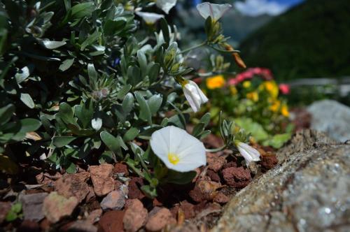 a white flower sitting on top of some rocks at B&B Valtilí in Berzo