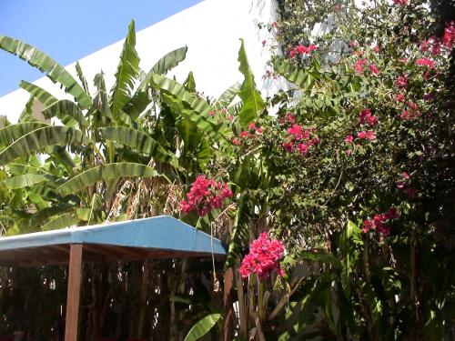 a garden with pink flowers and a fence at Sea Breeze Hotel in Mastichari