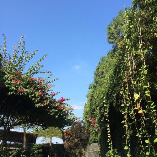 a group of trees and bushes with pink flowers at Puli Islet Inn in Puli