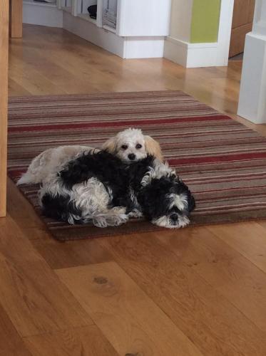 a group of three dogs laying on a rug at Luachra Lodge in Killarney