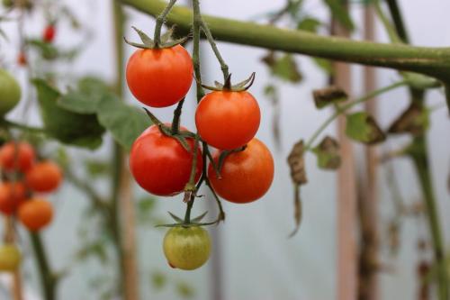 a bunch of tomatoes hanging on a plant at Luachra Lodge in Killarney