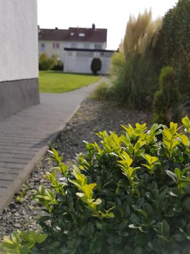 a garden with yellow flowers and a sidewalk at Pension Harleshausen in Kassel