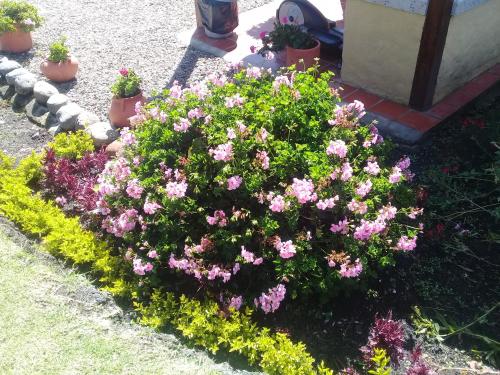 a flower garden with pink flowers and other plants at Hotel Campestre Franchesca in Tabio