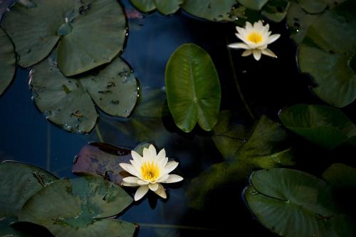 three white water lilies and green leaves in a pond at Ekologiska Fru Gran B&B i Tiveden in Gårdsjö