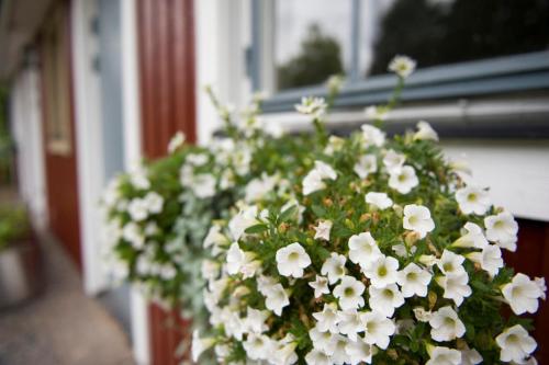 a pot of white flowers in front of a window at Ekologiska Fru Gran B&B i Tiveden in Gårdsjö