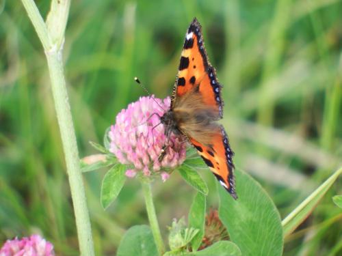 a butterfly is sitting on a pink flower at Schlei Idyll in Maasholm-Bad