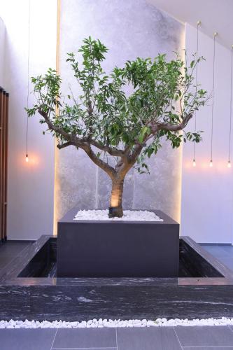 a bonsai tree in a black planter in a room at Hotel Vidikovac in Zvornik