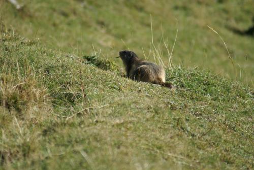Animales en el hotel o alrededores