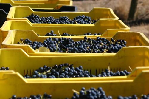 Fotografie z fotogalerie ubytování Fraaigelegen Farm - Home of ADHARA EVOO v destinaci Tulbagh