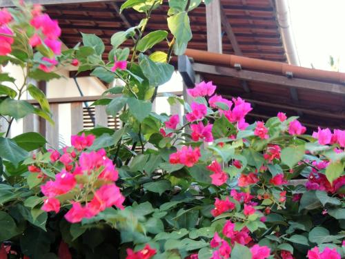 a bush of pink flowers in front of a house at Nossa Casa em Jeri in Jericoacoara