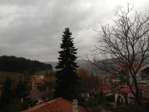 a tall pine tree in the middle of a town at Maison Christiana's in Kalavrita