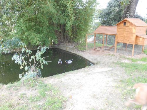 two ducks swimming in a pond next to a bird house at Fioralice in Fauglia