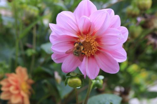 a pink flower with a bee on top of it at Chambres d'Hôtes Villa Mon Repos in Saint-Aubin-sur-Scie