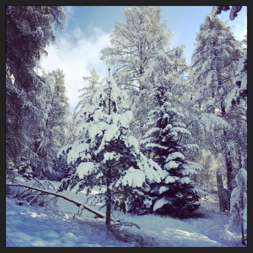 a snow covered tree in a snow covered forest at Pension Aschlandhof in Obsteig