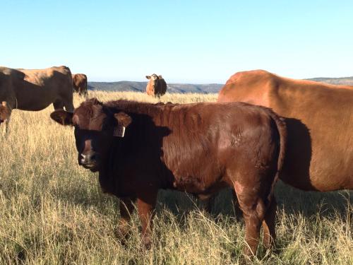 a group of cows standing in a field at Kromrivier Farm Stays & B&B Near Addo Elephant Park in Paterson
