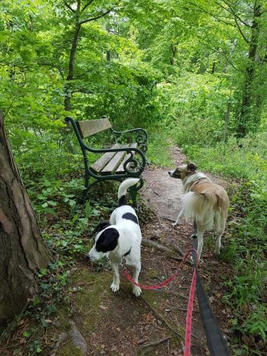 two dogs on a trail with a bench at FerienAppartments Landhaus FühlDichWohl in Fehring