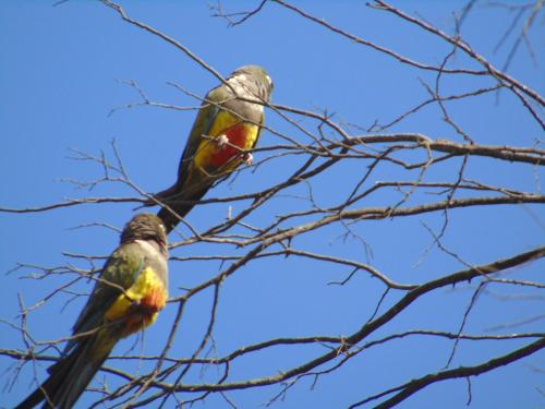 two birds perched on top of a tree branch at Cabañas Puente Negro in Puente Negro