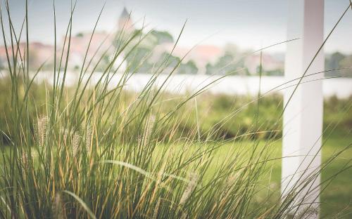 a field of tall grass in front of a window at Seehotel Schwanenhof in Mölln