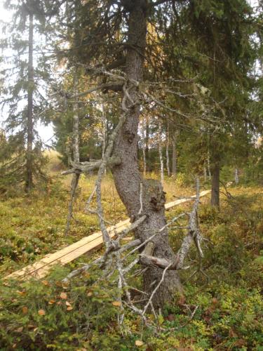 a tree that is growing out of the ground at Toola-Lodge in Syöte
