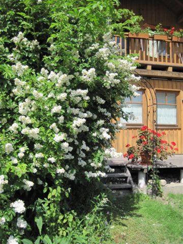 a bush with white flowers in front of a house at Haus der Sonne in Kötschach