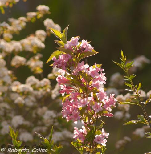a cluster of pink flowers on a plant at Artesoro Baserria in San Pedro de Galdames