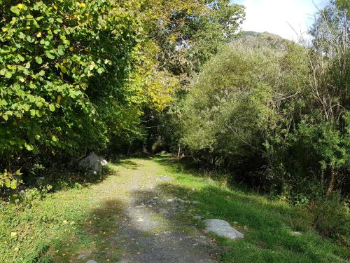 a dirt road in the middle of a forest at Casa Joan in Barruera