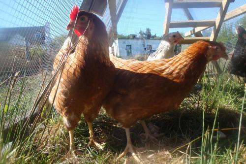 a group of chickens standing in the grass at BunkHouse - Letterfrack Farm in Letterfrack