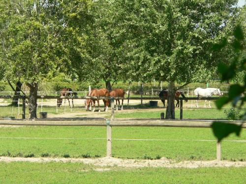 a group of horses grazing in a field behind a fence at Agriturismo Borgo San Francesco in Basiglio