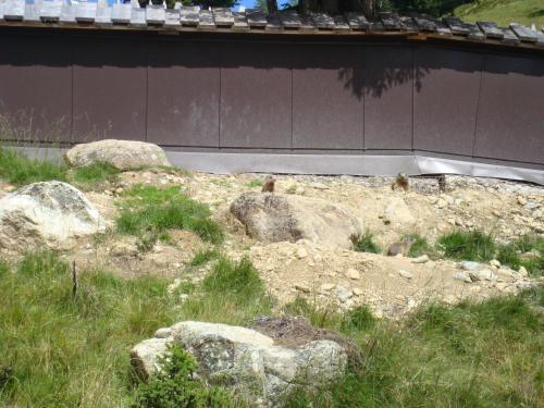 a giraffe standing next to some rocks and a wall at Ferienwohnung Moritz in Kaunertal