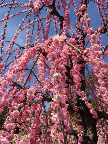 a tree covered in pink flowers on a tree at Hotel Econo Tsu Station in Tsu
