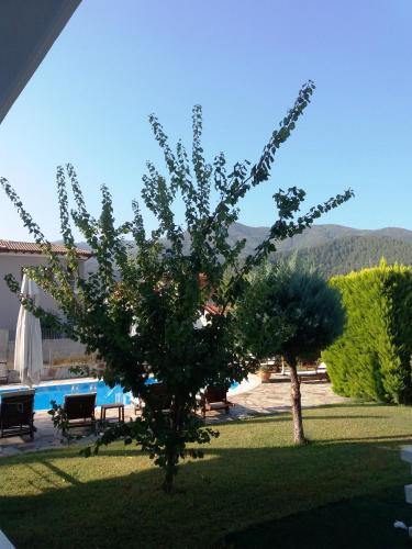 a tree in a yard next to a swimming pool at Villa Riviera in Stavros