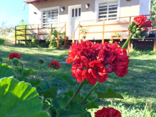 un montón de flores rojas delante de una casa en Cabañas Monte Hermoso en Monte Hermoso