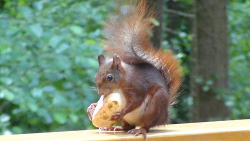 Zvířata v aparthotelu nebo okolí