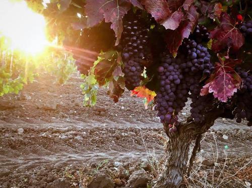 a bunch of grapes hanging from a tree at Le p'tit coin de chez nous in Dambach-la-Ville